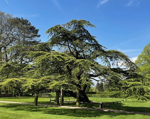 Worden tree smaller